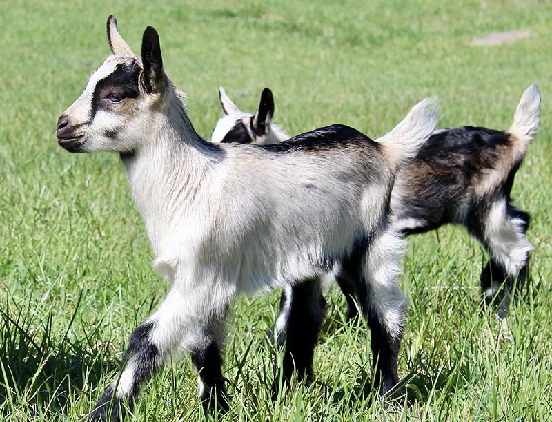 Two baby goats at Roan View Farm